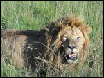 King of the Jungle