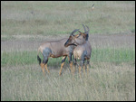 Topi