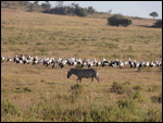 Lake Nakaru - Zebras