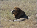 Lion at Lake Nakaru