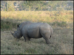 White Rhino