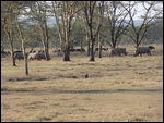 At Lake Nakaru