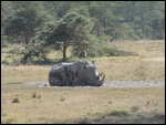 Lake Nakaru - White Rhino