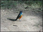 Superb Starling