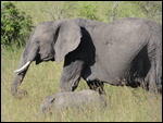 Masai Mara