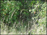 Spot The Lion
