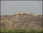 Lions Sleeping