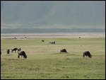 Black Rhino
