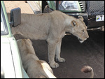 Lions Around The Cars