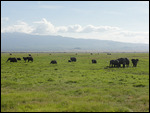 A Herd of Elephant