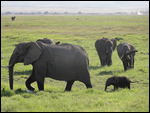 Elephants in Amboseli
