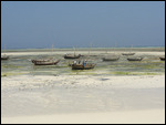 Dhows On The Beach