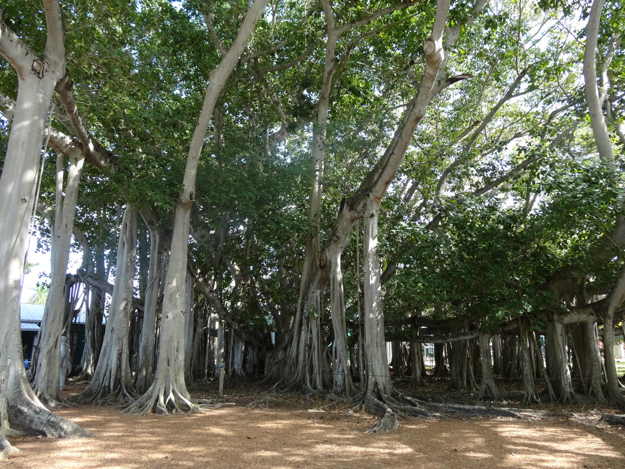 Banyan Tree - Edison Estate