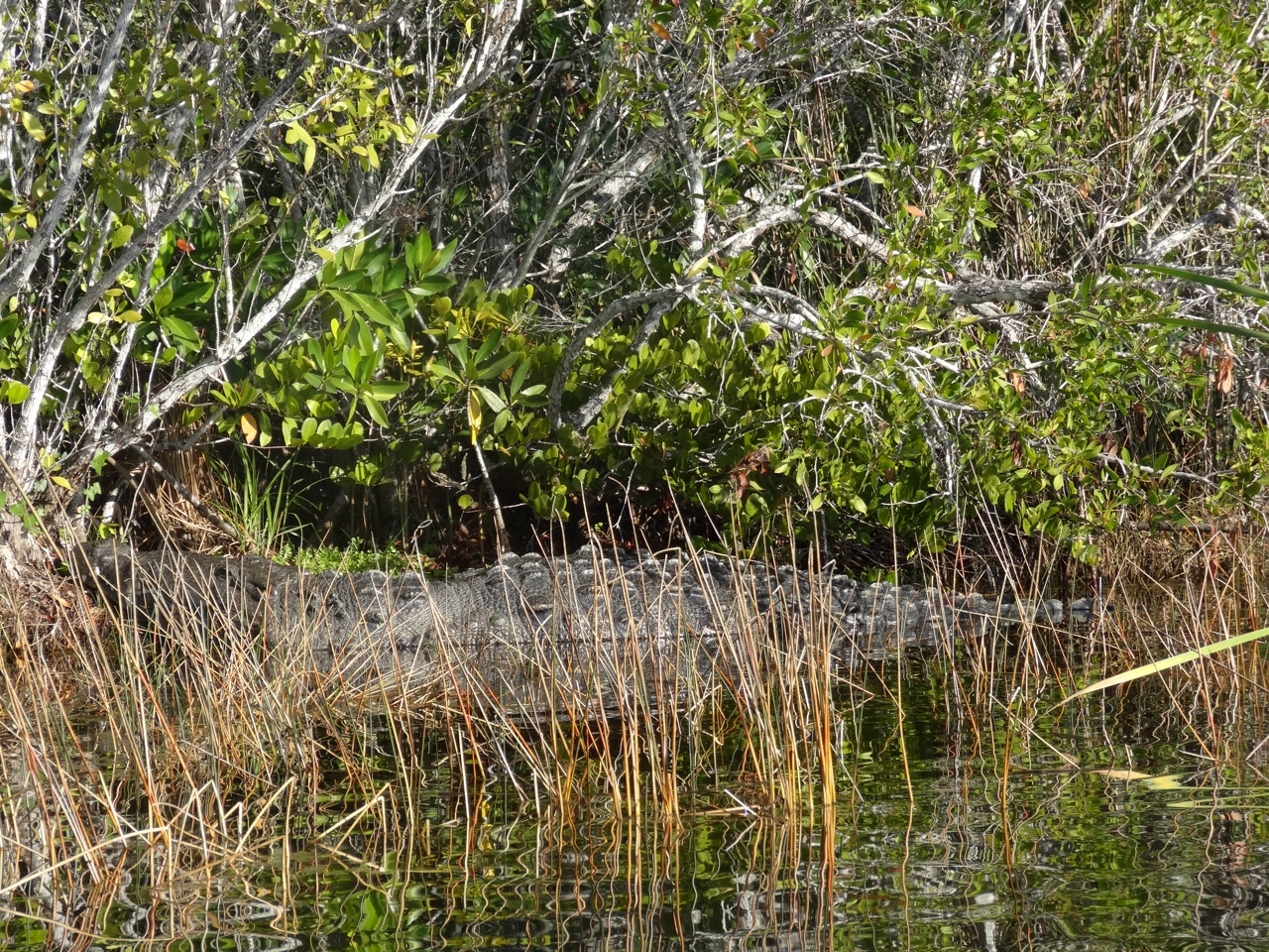 An American Crocodile