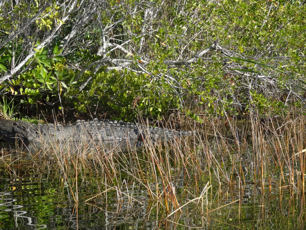 An American Crocodile