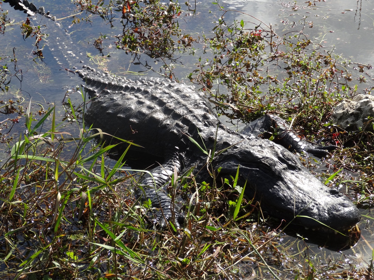 Just An Aligator