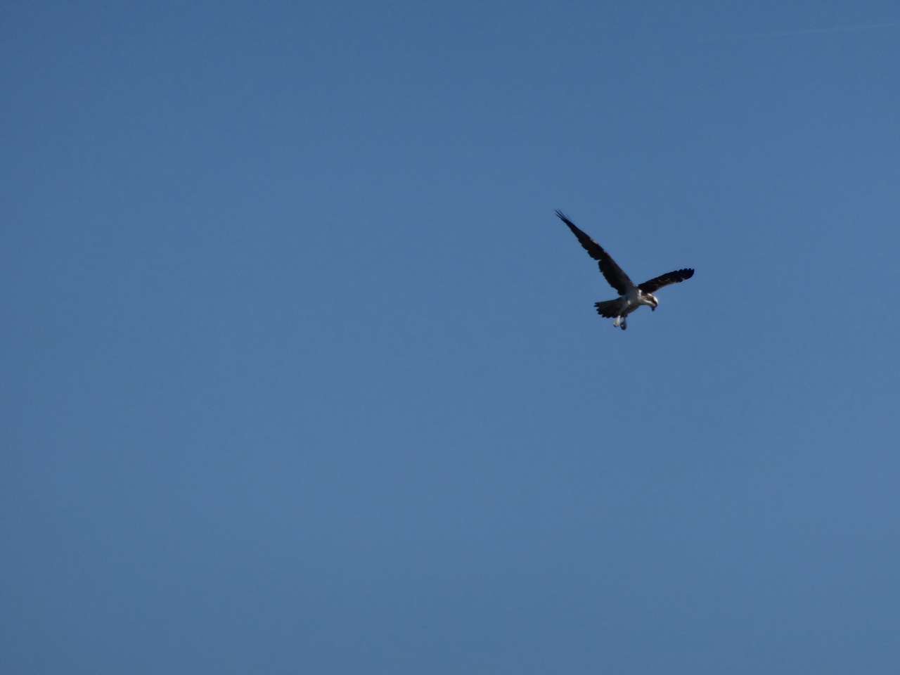The Birds