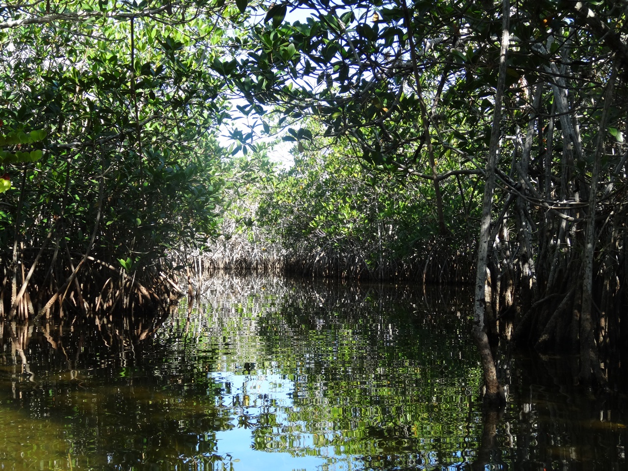 The Everglades