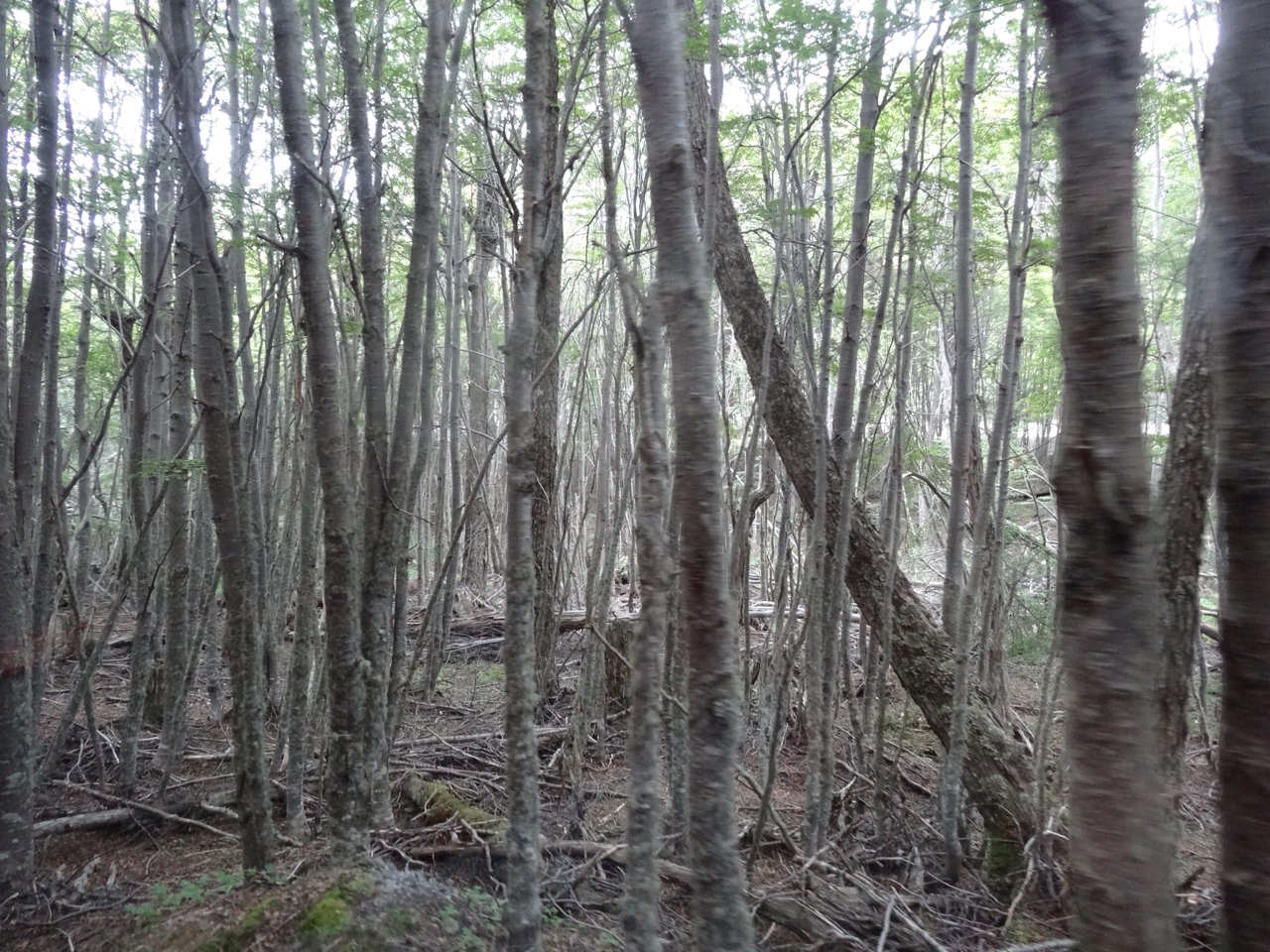 The Forest From The Train