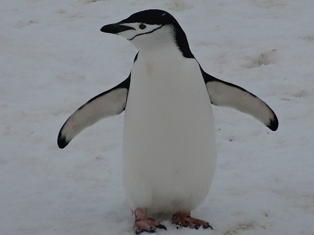 A Chinstrap Penguin