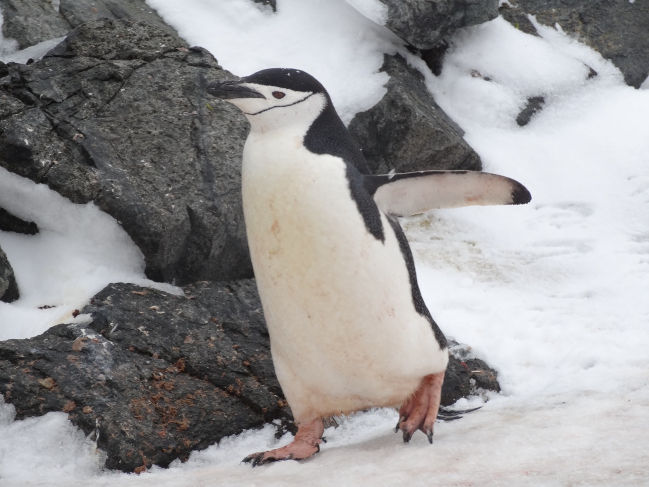 Chinstrap Penguin