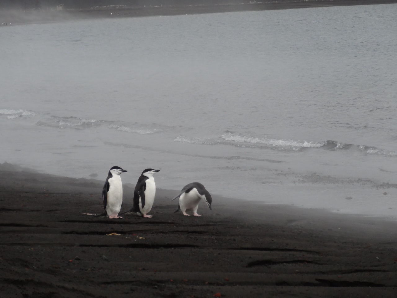 Chinstraps On Deception Island