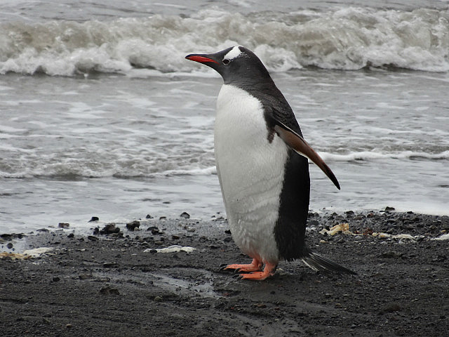Gentoo Penguin
