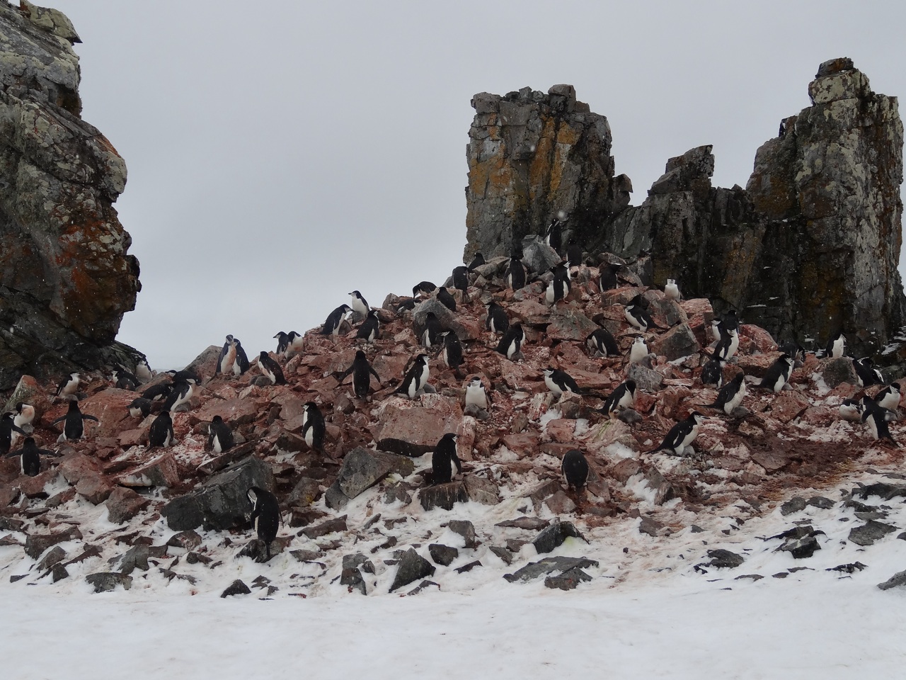 Penguin Colony