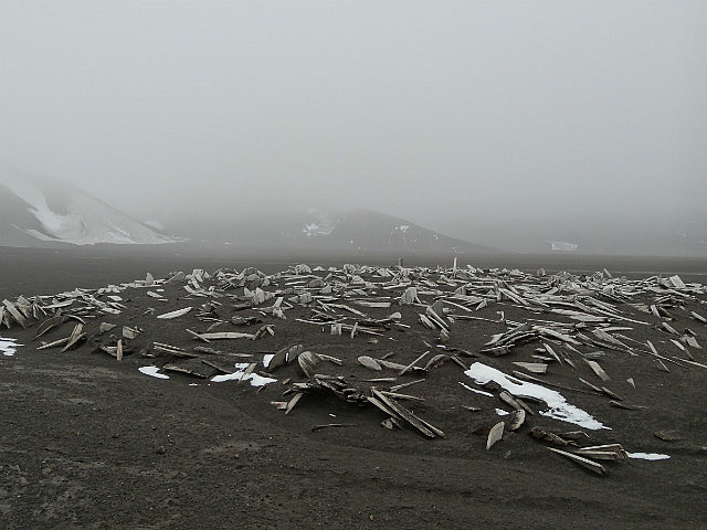Whale Bones