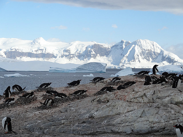 Penguin Colony