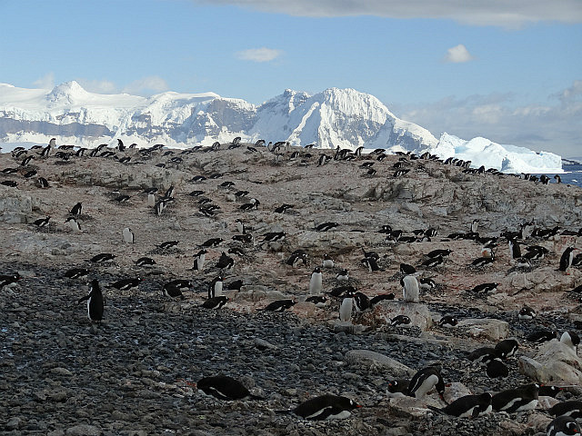 Penguin Colony