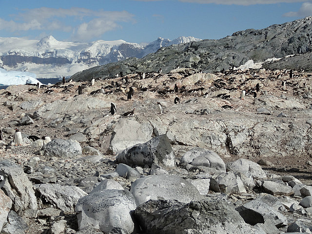 Penguin Colony