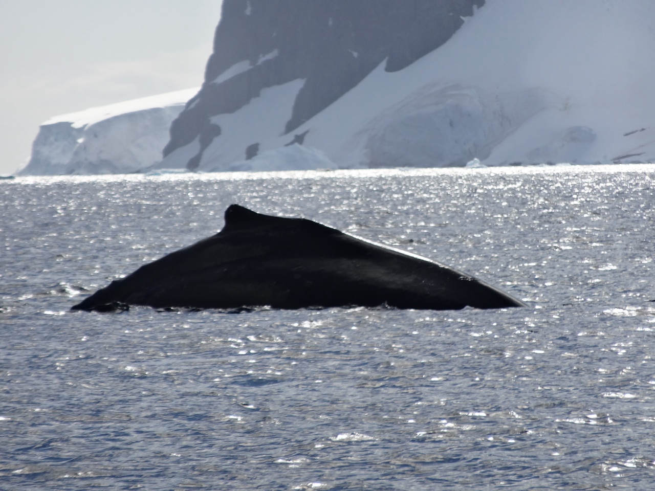 A Humpback Whale