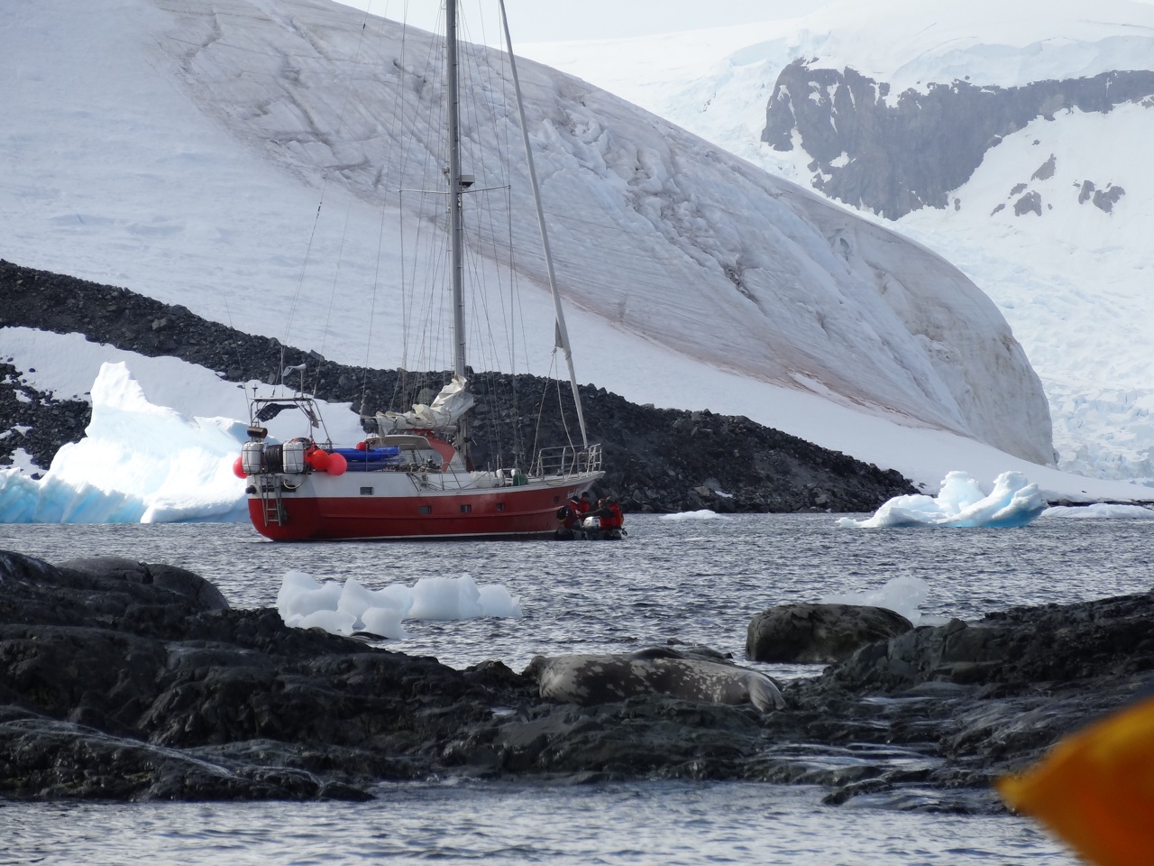 A Weddell Seal