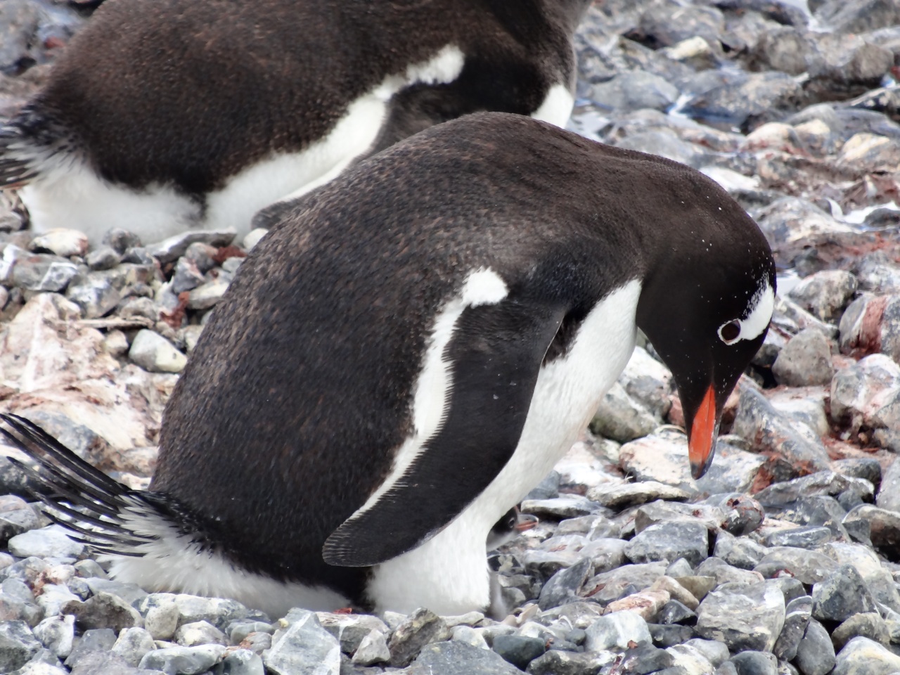 Gentoo Penguin and Chick