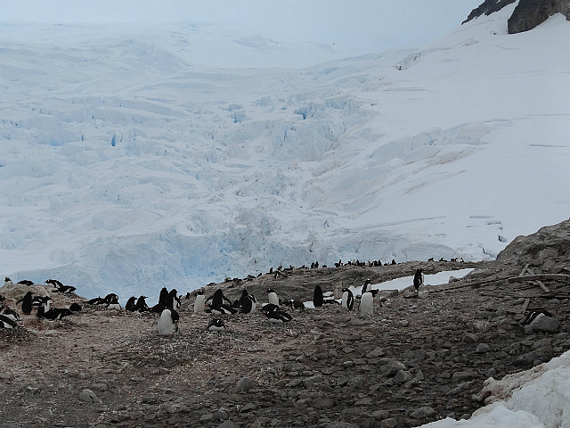 The Ice