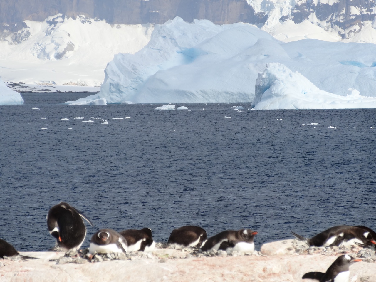 The Pengiun Breeding Ground