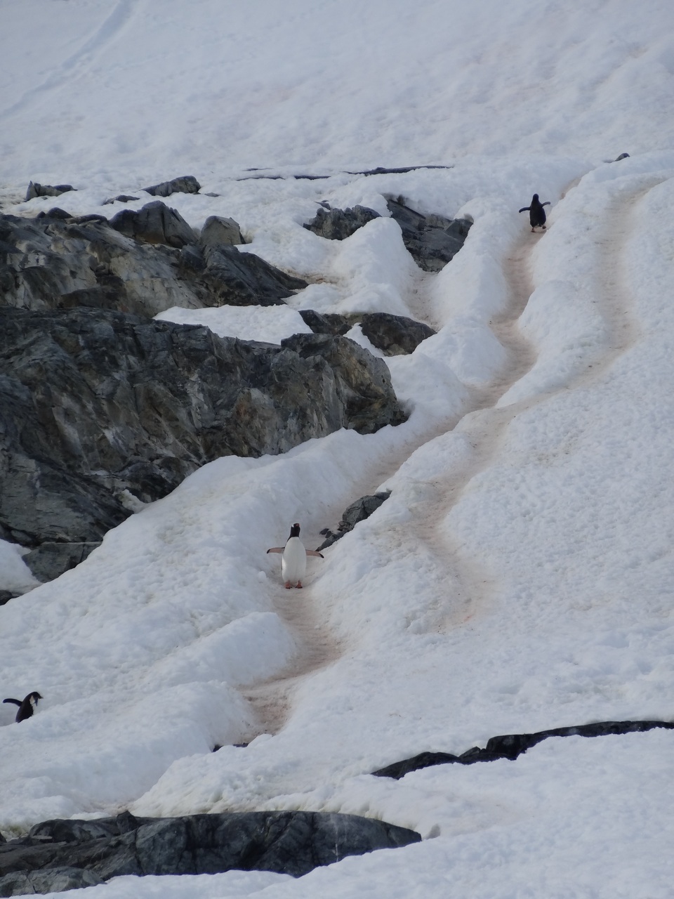 The Penguin Highway