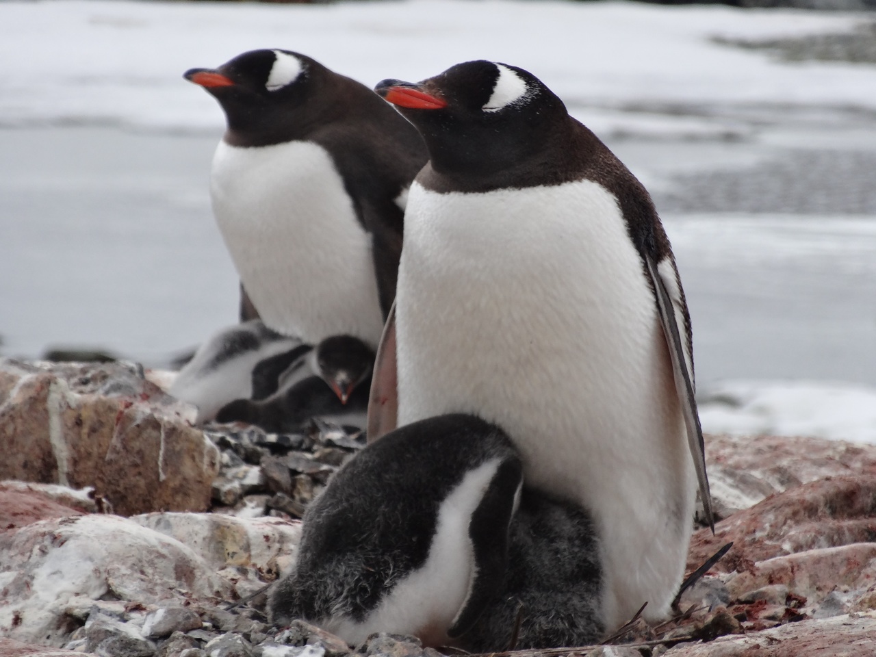 Gentoo Chicks