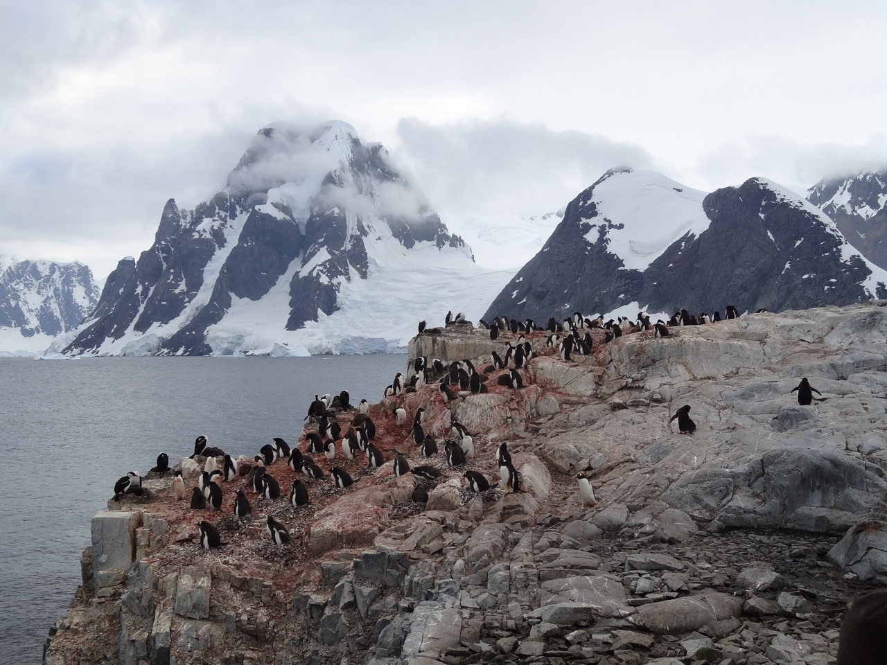Gentoo Colony