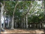 Banyan Tree - Edison Estate