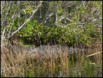An American Crocodile