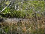 An American Crocodile
