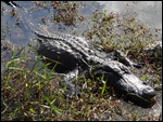 Just An Aligator