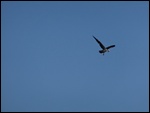 The Birds