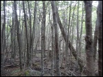 The Forest From The Train