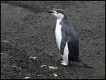 Chinstrap Penguin