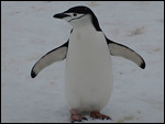 A Chinstrap Penguin