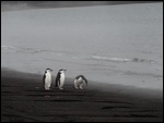 Chinstraps On Deception Island