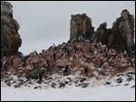 Penguin Colony
